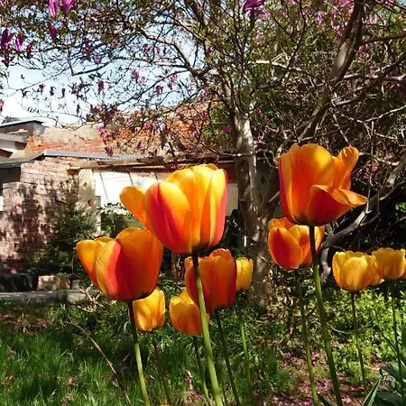 Alte Baeckerei - 02 #senior# Im Zentrum, Mit Parkplatz, Ausgestattet بوتسن